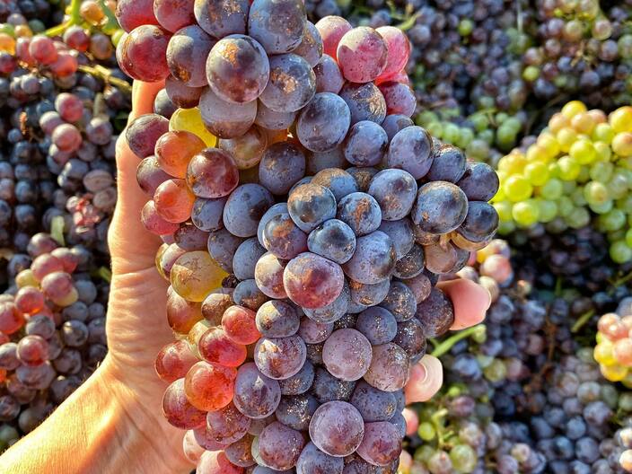 Grenache Wine Grapes