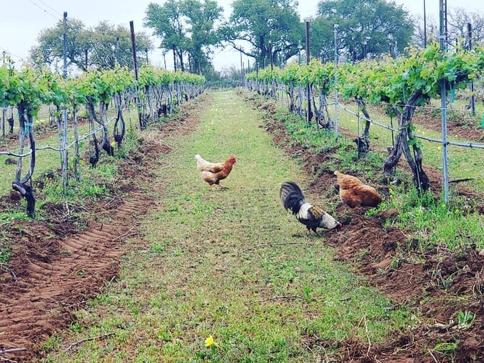 Chicken in the vineyard